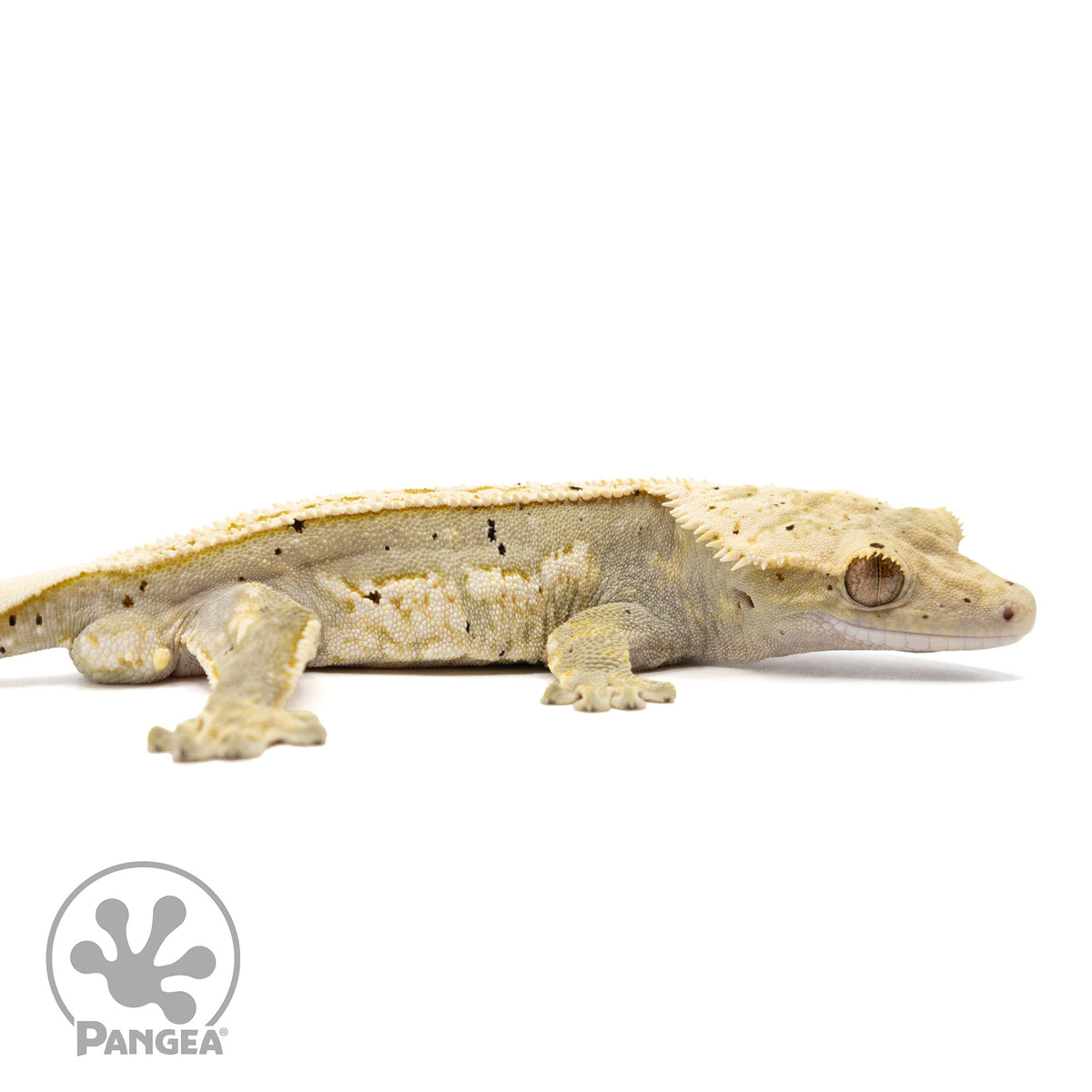 Cr-2361 fired down facing right