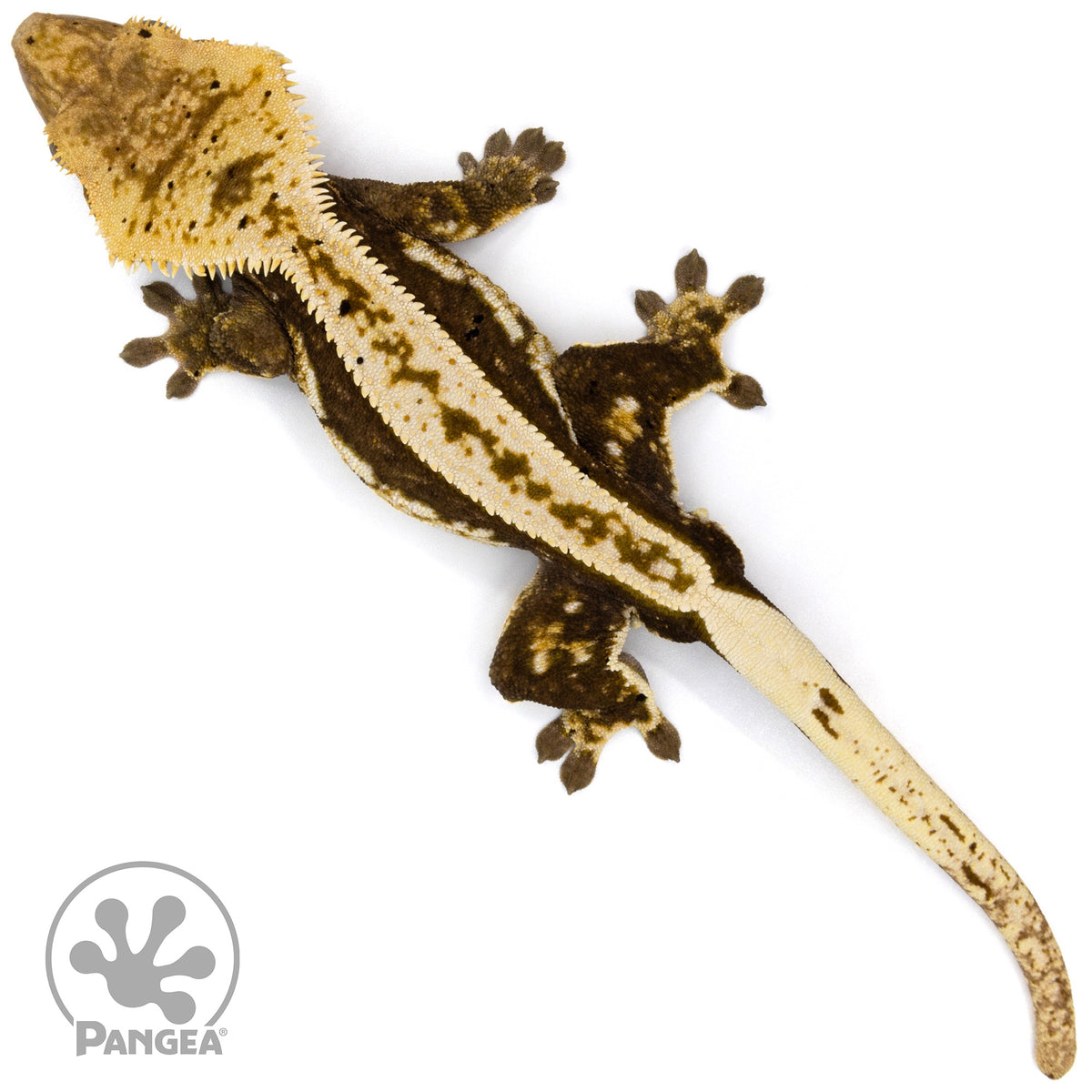 Cr-2361 fired up from above