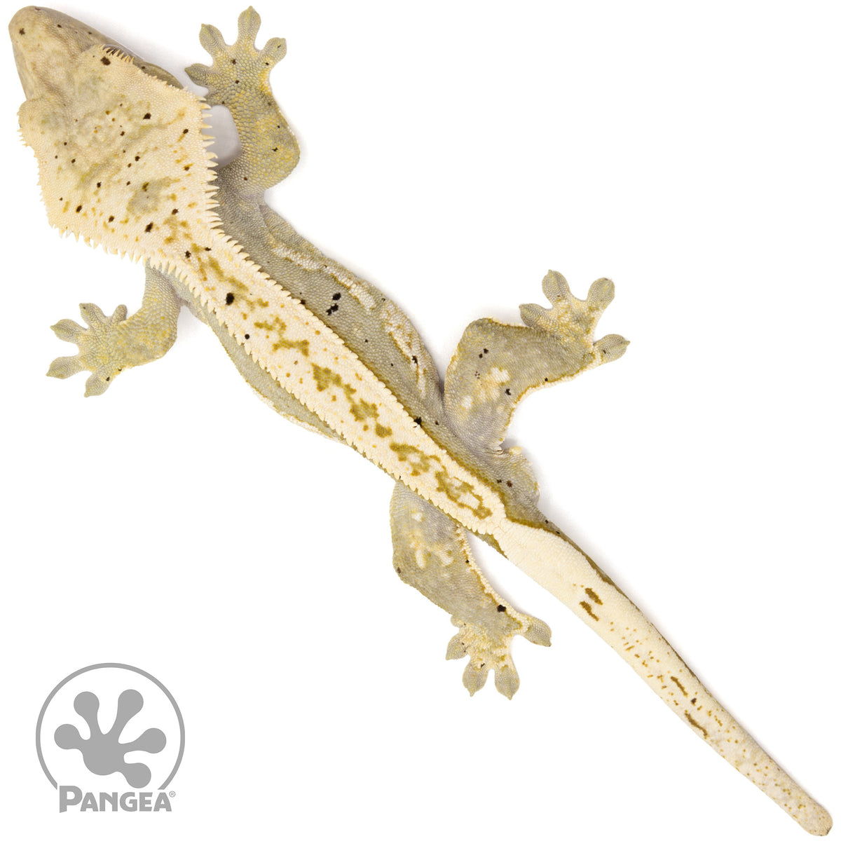 Cr-2361 fired down from above