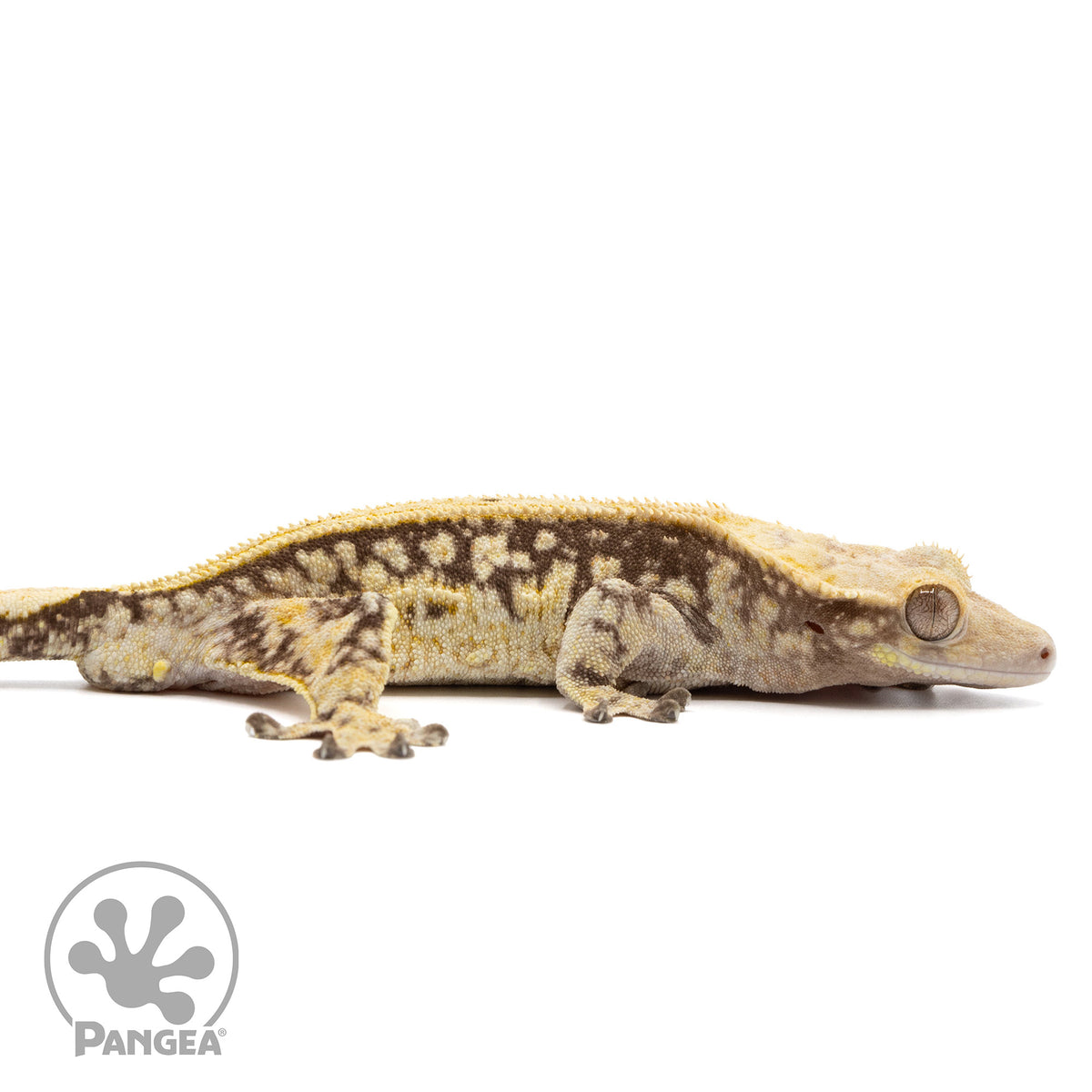 Cr-2392 facing right