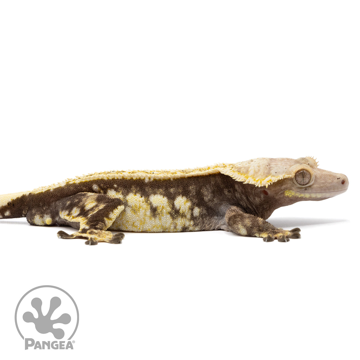 Cr-2398 facing right