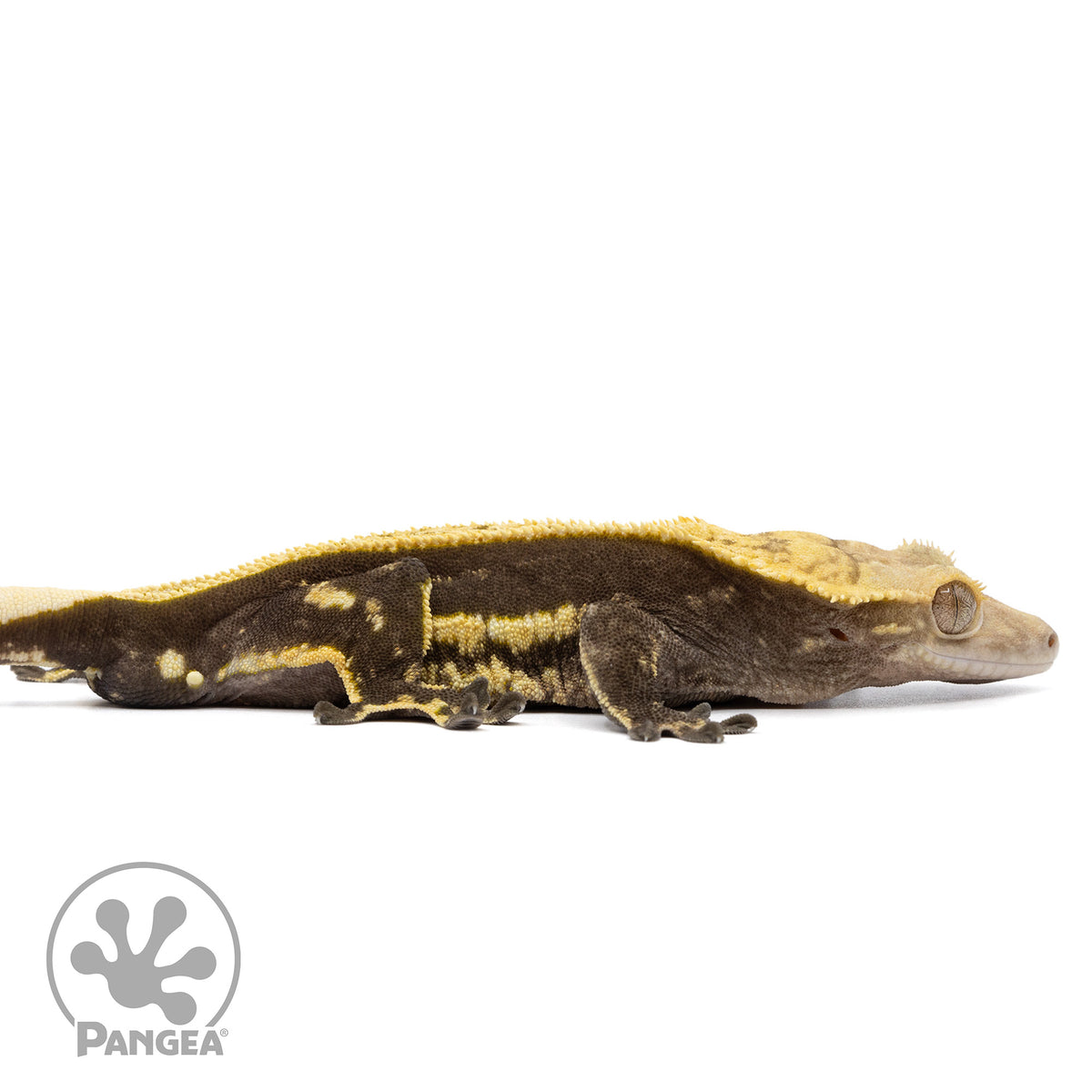 Cr-2400 facing right