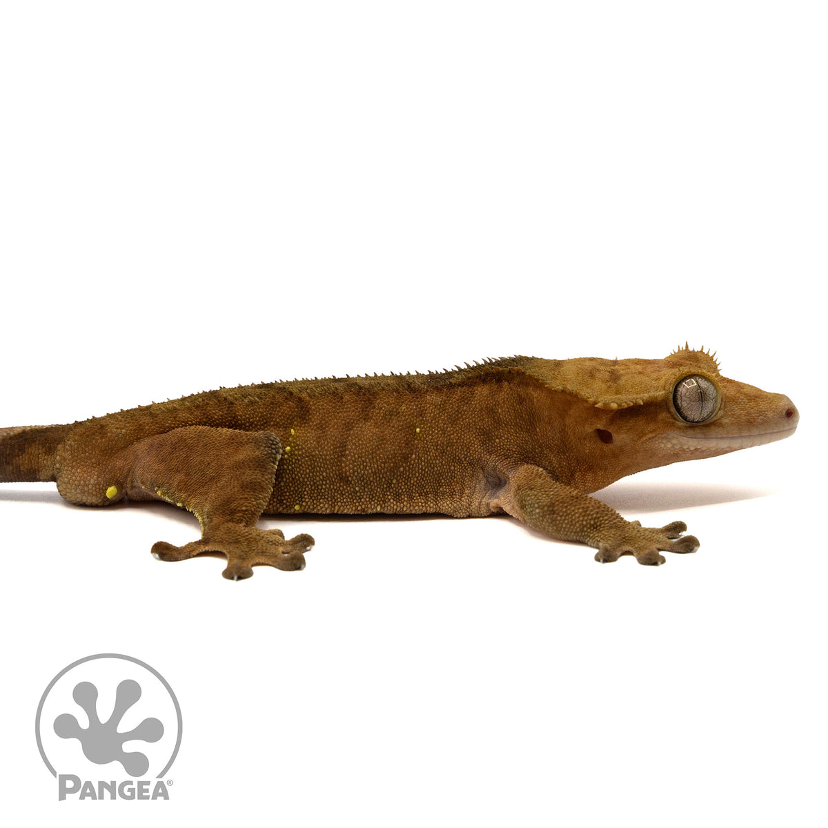 Cr-2406 facing right