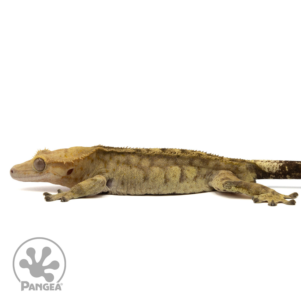 Male Tiger Crested Gecko | Pangea Reptile | Cr-2409 - Pangea
