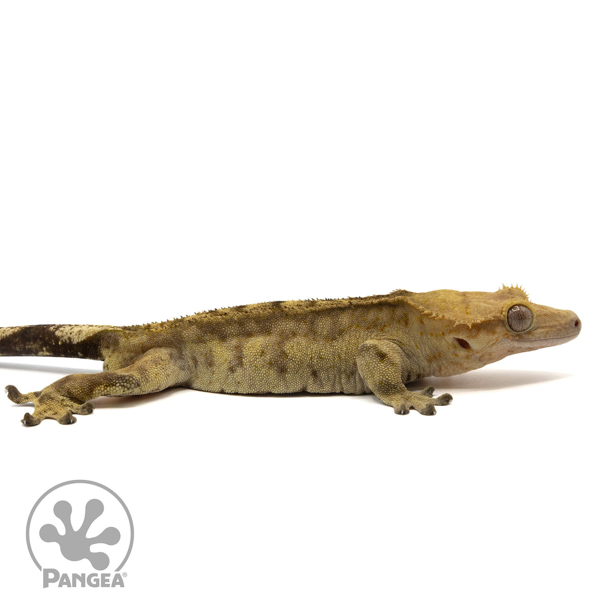 Cr-2409 facing right