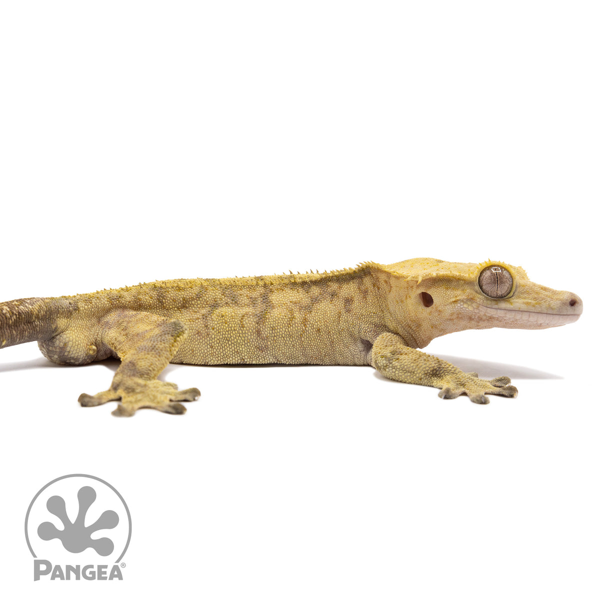 Cr-2410 facing right