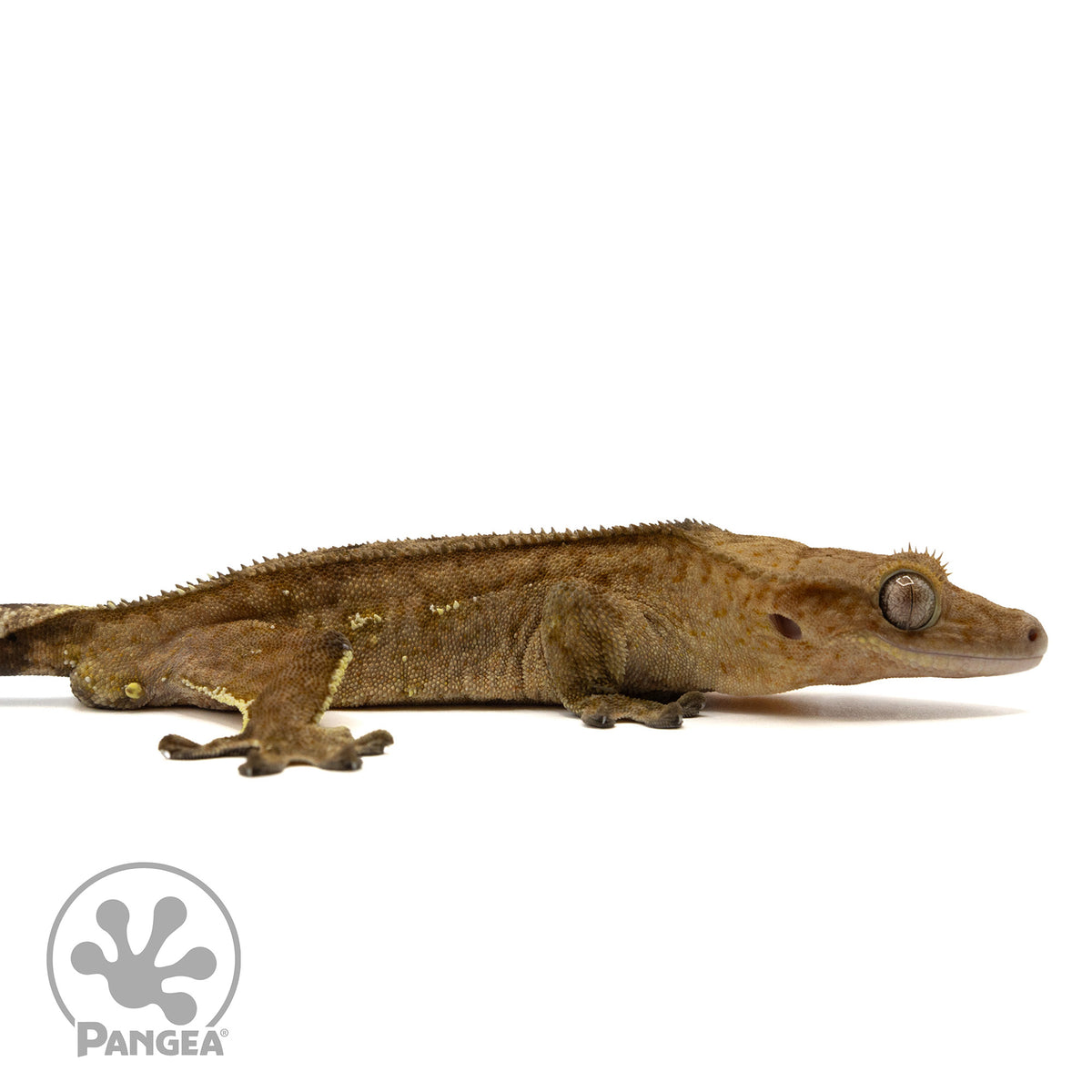 Cr-2411 facing right