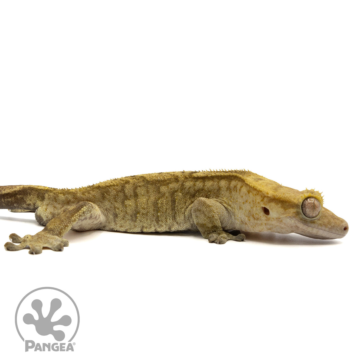 Cr-2412 Facing right