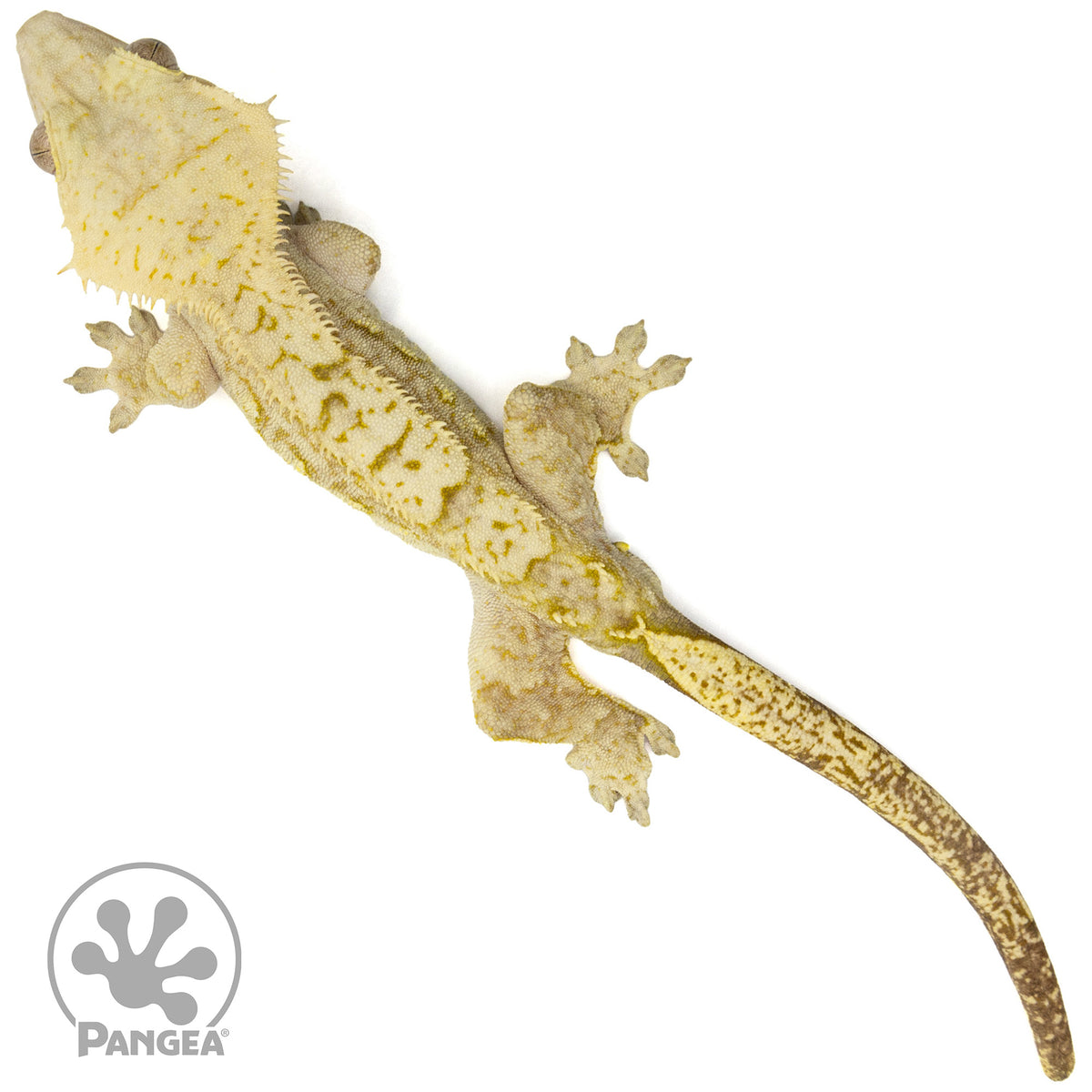 Male Brindle Crested Gecko Cr-2416