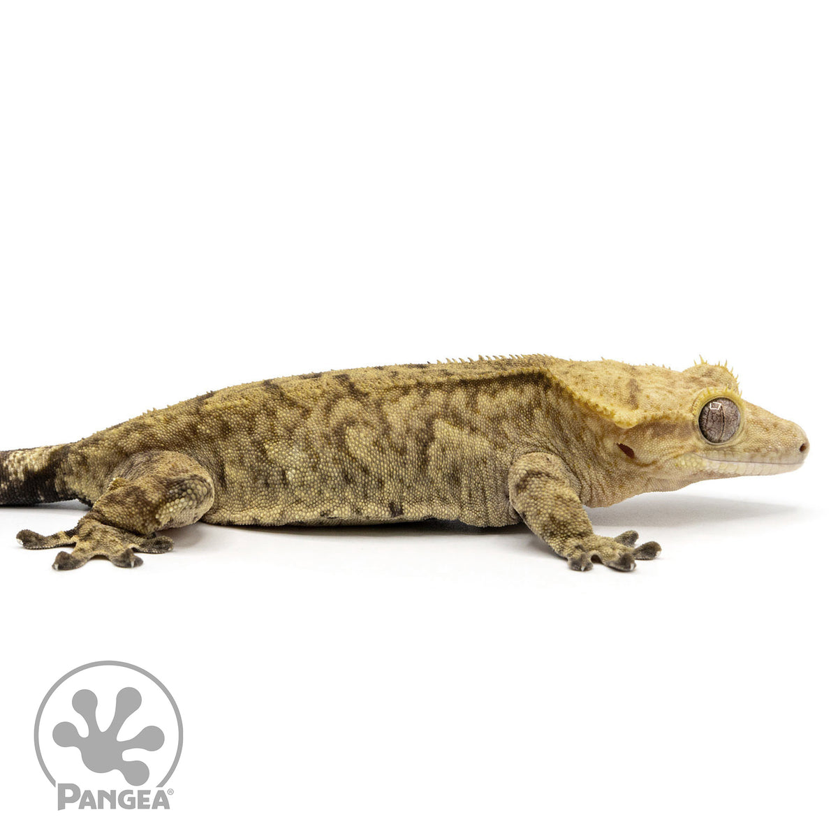 Cr-2418 facing right