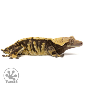 Cr-2421 facing right