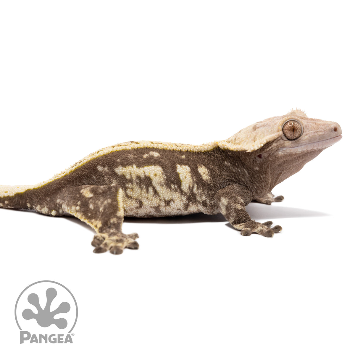 Cr-2425 facing right