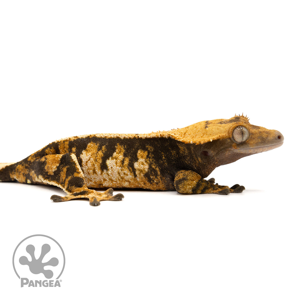 Cr-2432 facing right