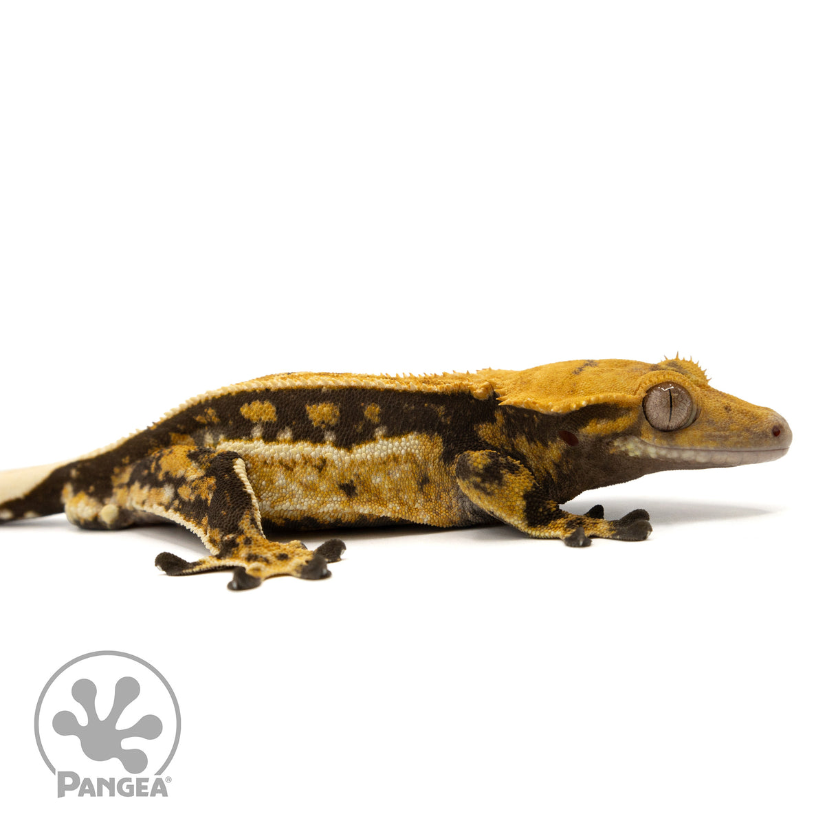 Cr-2442 facing right