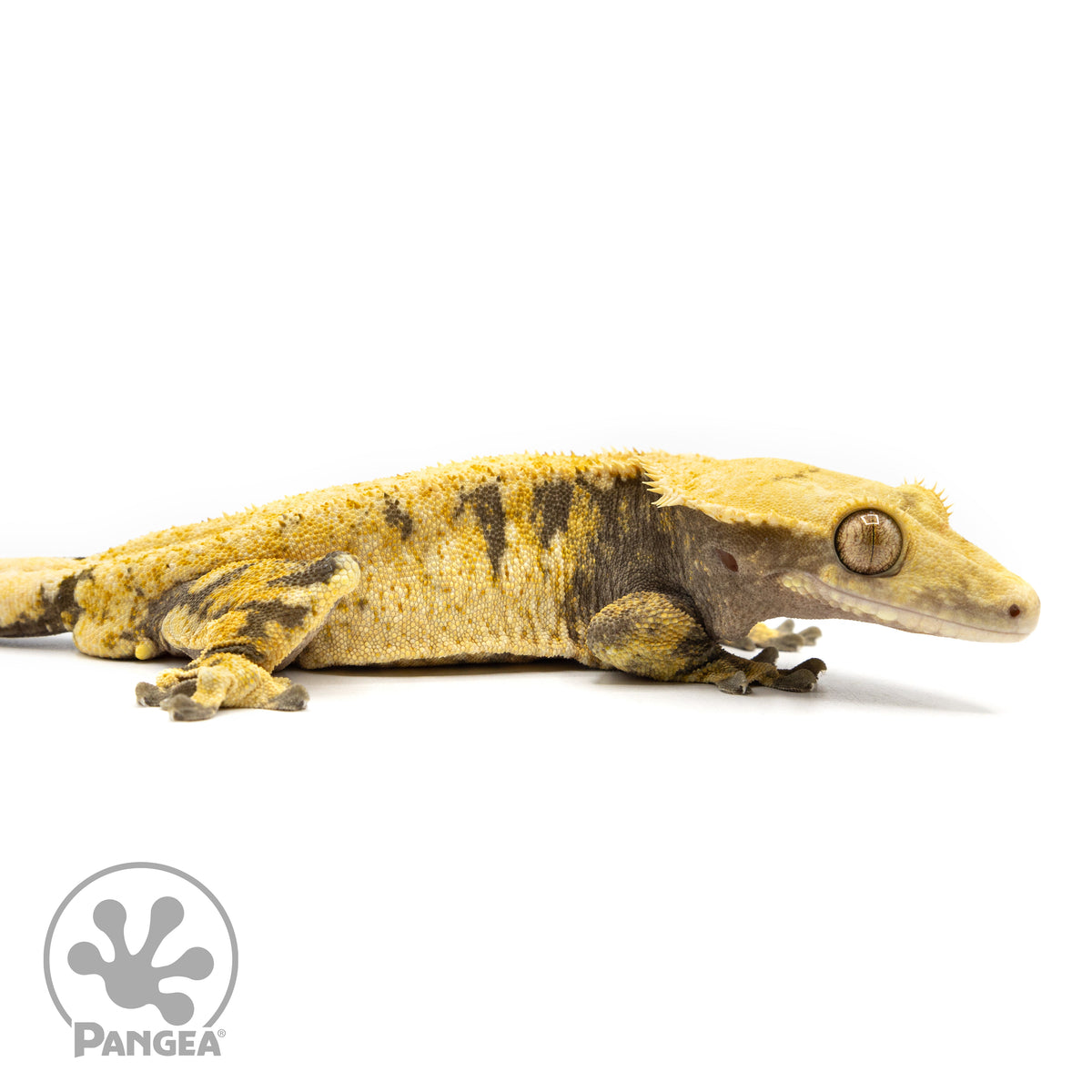 Male XXX Tricolor Crested Gecko Cr-2454 facing right