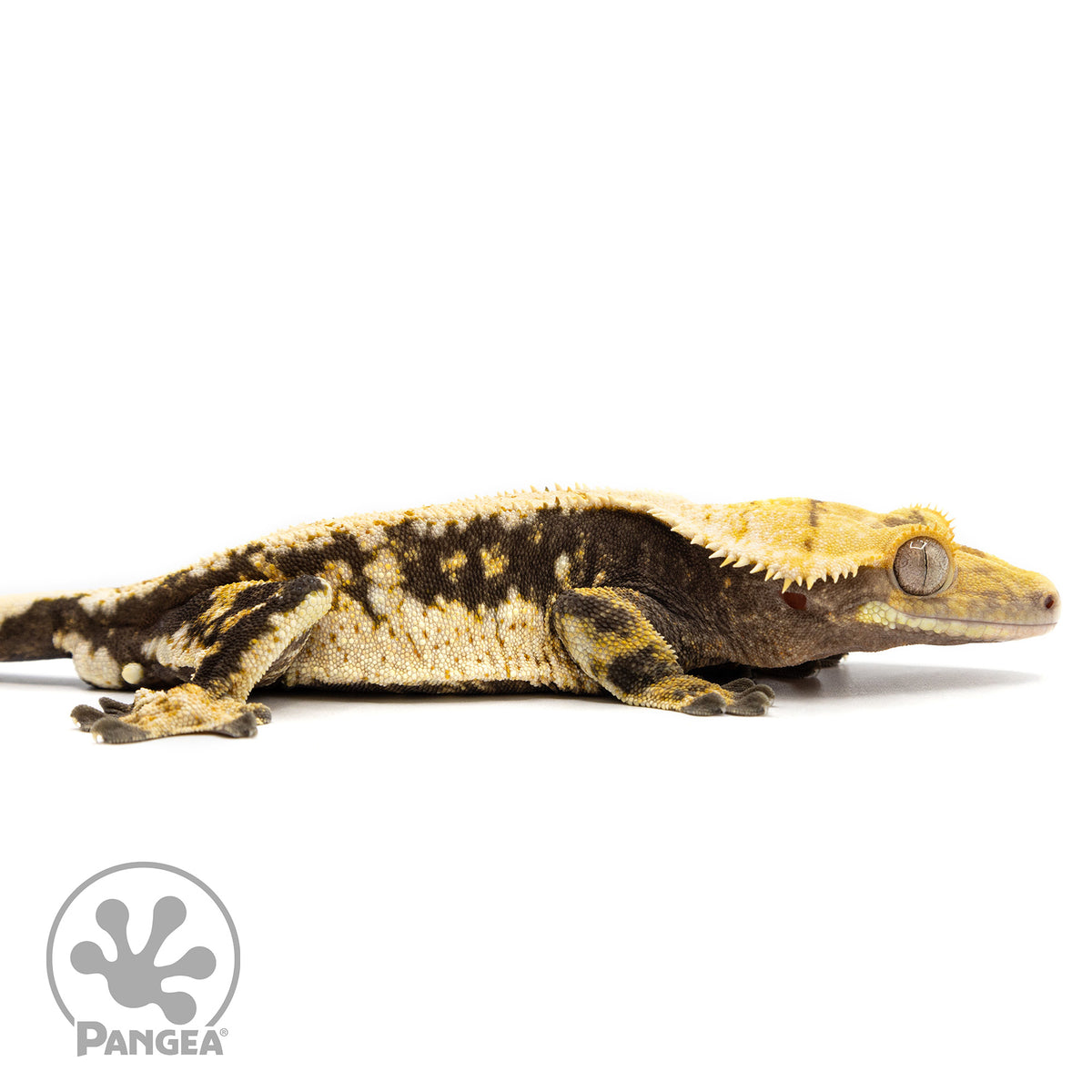 Cr-2458 facing right