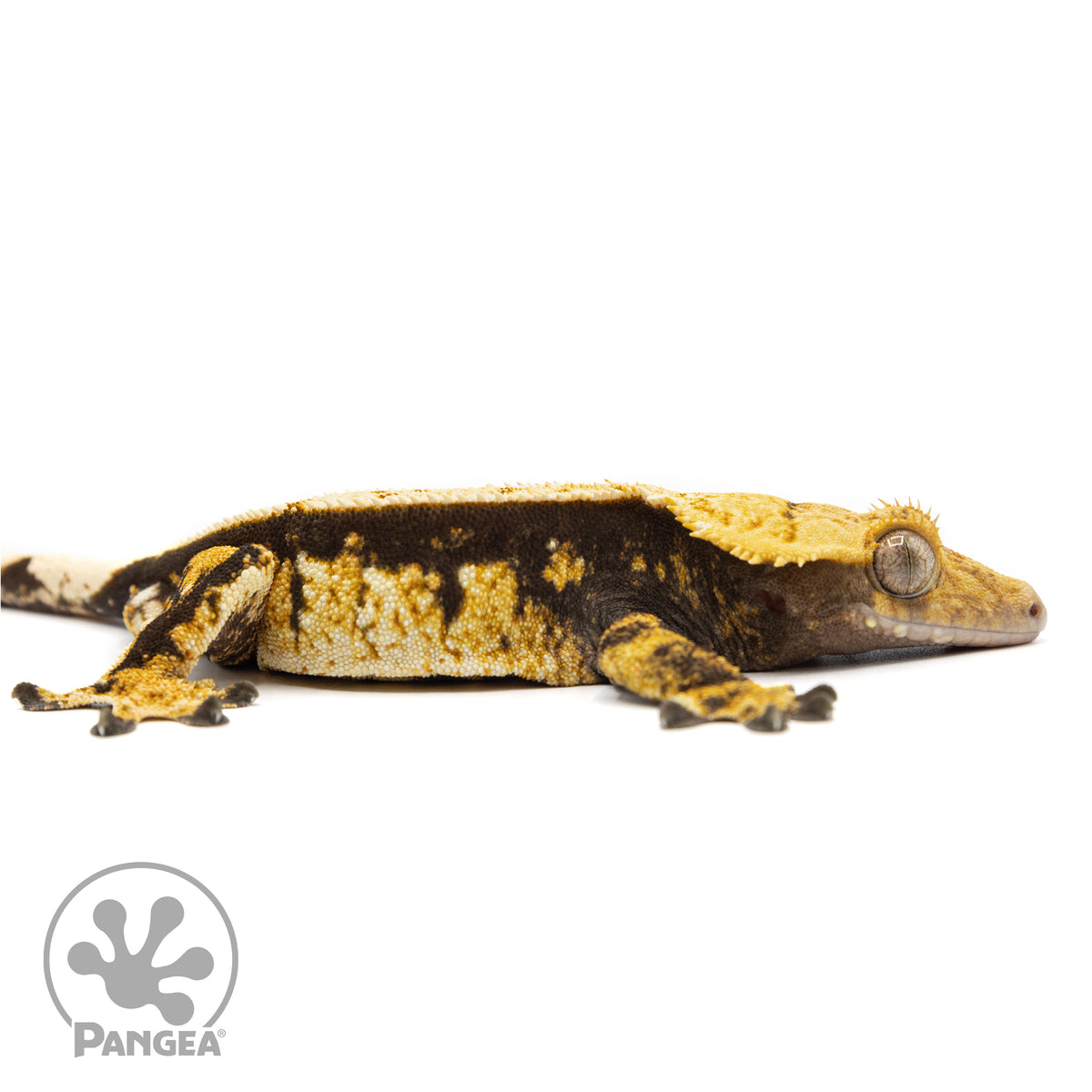 Male Tricolor Extreme Crested Gecko Cr-2459 facing right