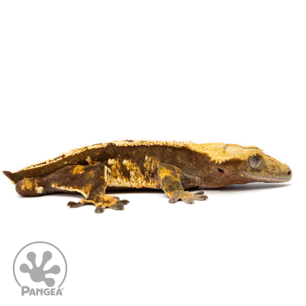 Cr-2460 facing right