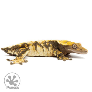 Cr-2462 facing right