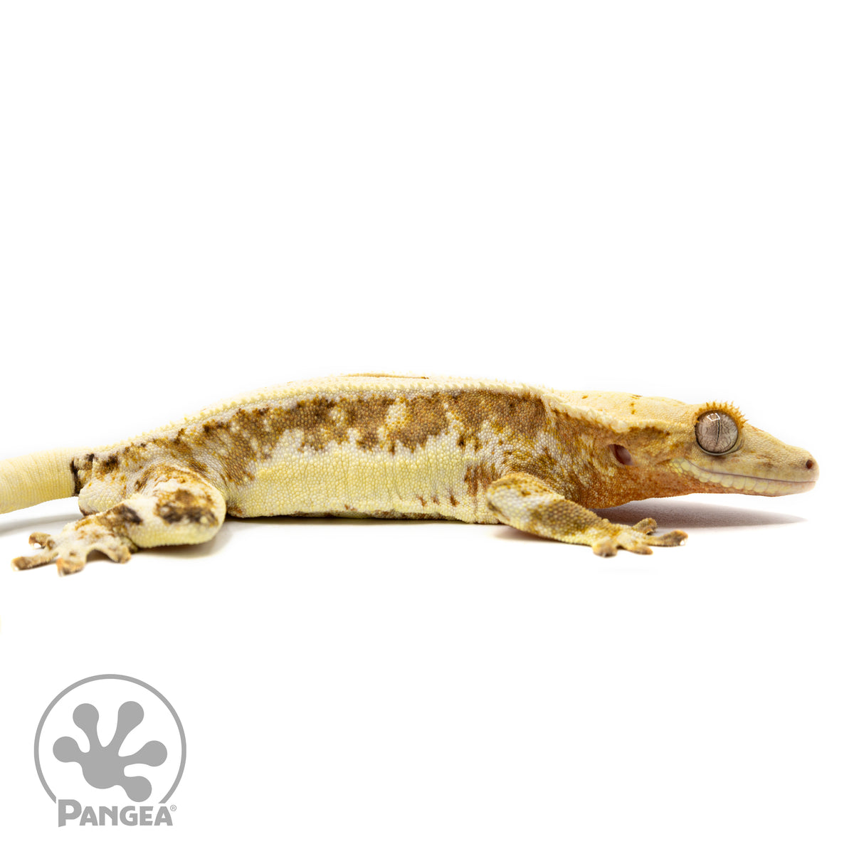 Male Orange Lilly White Crested Gecko Cr-2467 facing right