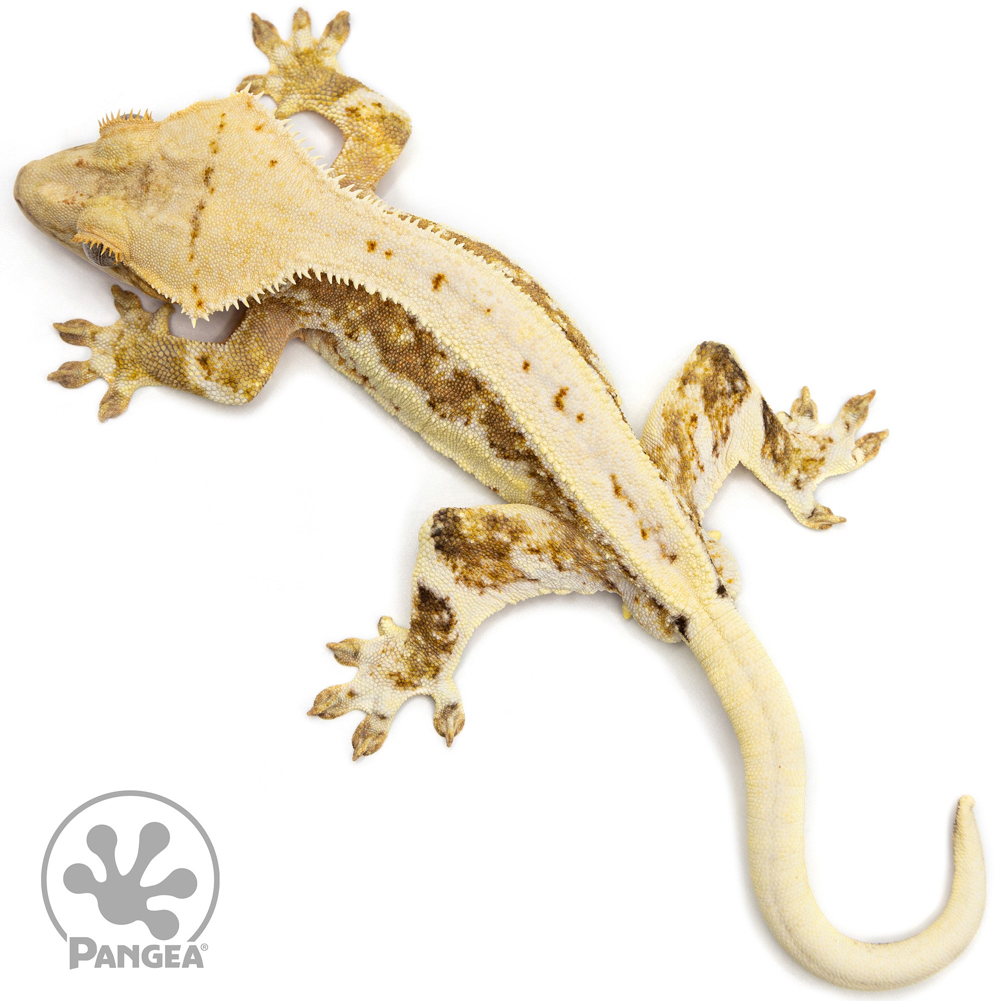 lily white gecko Male Orange Lilly White Crested Gecko | Pangea Reptile | Cr-2467