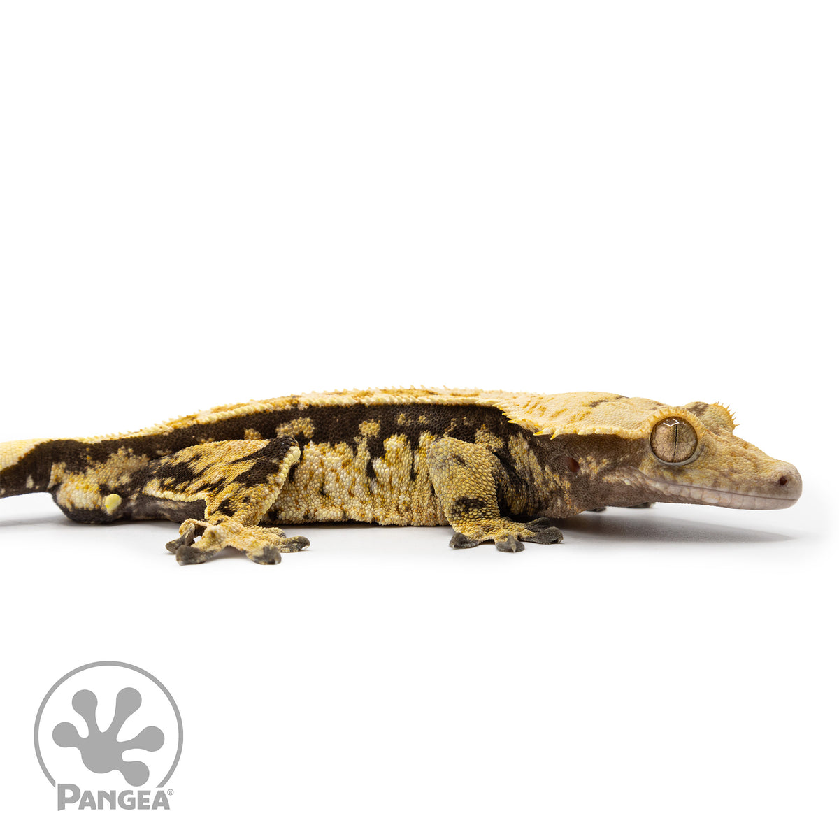 Male Tricolor Partial Pinstripe Crested Gecko Cr-2473 facing right