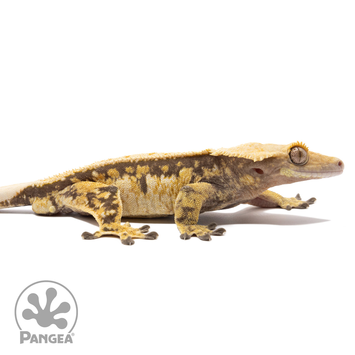 Cr-2475 facing right