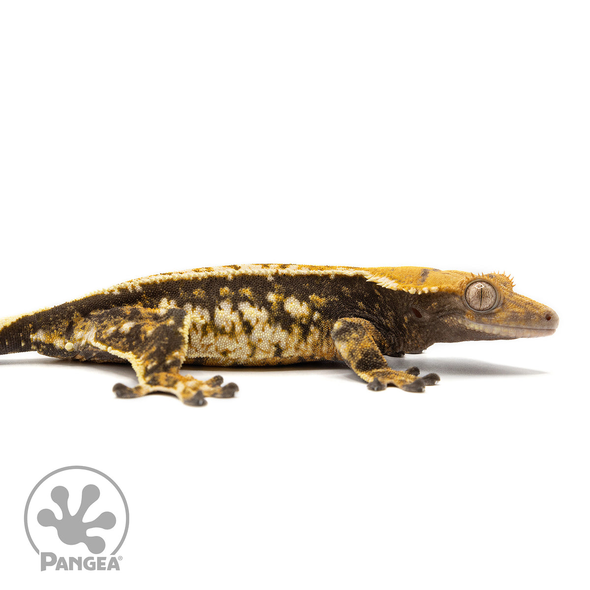 Cr-2476 facing right