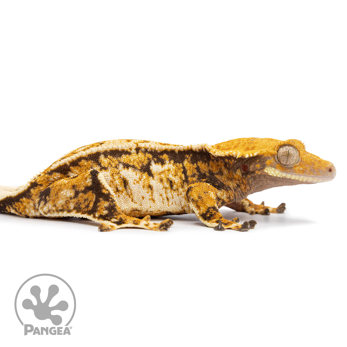 Cr-2480 facing right