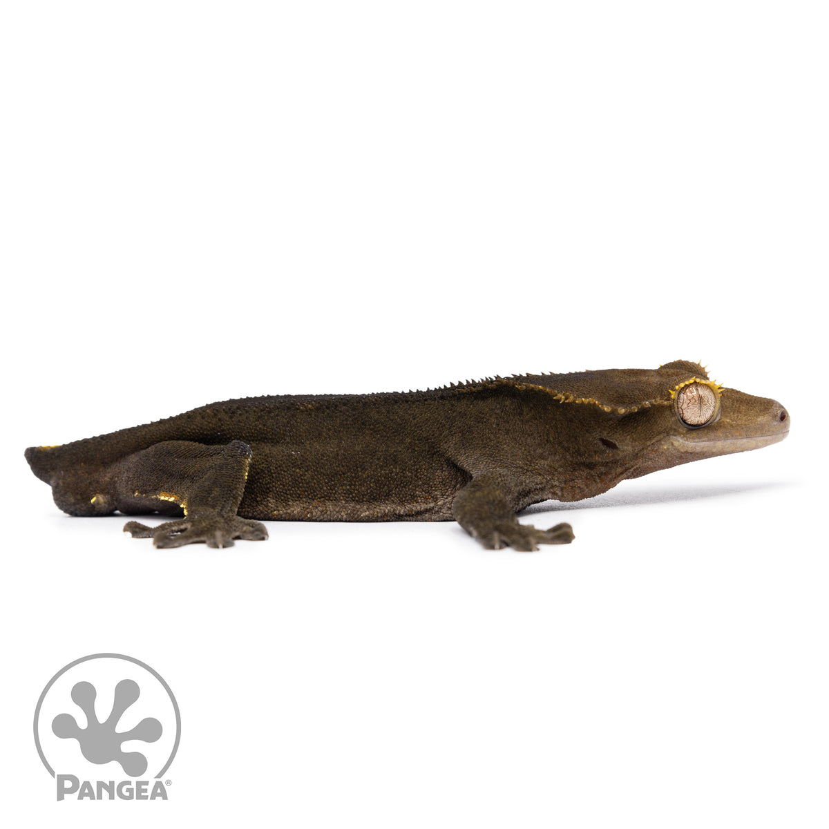 Male OG Noir Crested Gecko Cr-2482 facing right