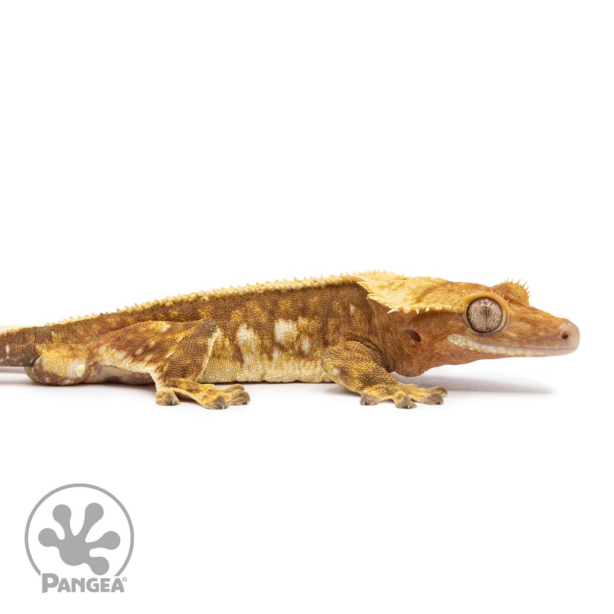 Male Red Harlequin Crested Gecko Cr-2484 facing right
