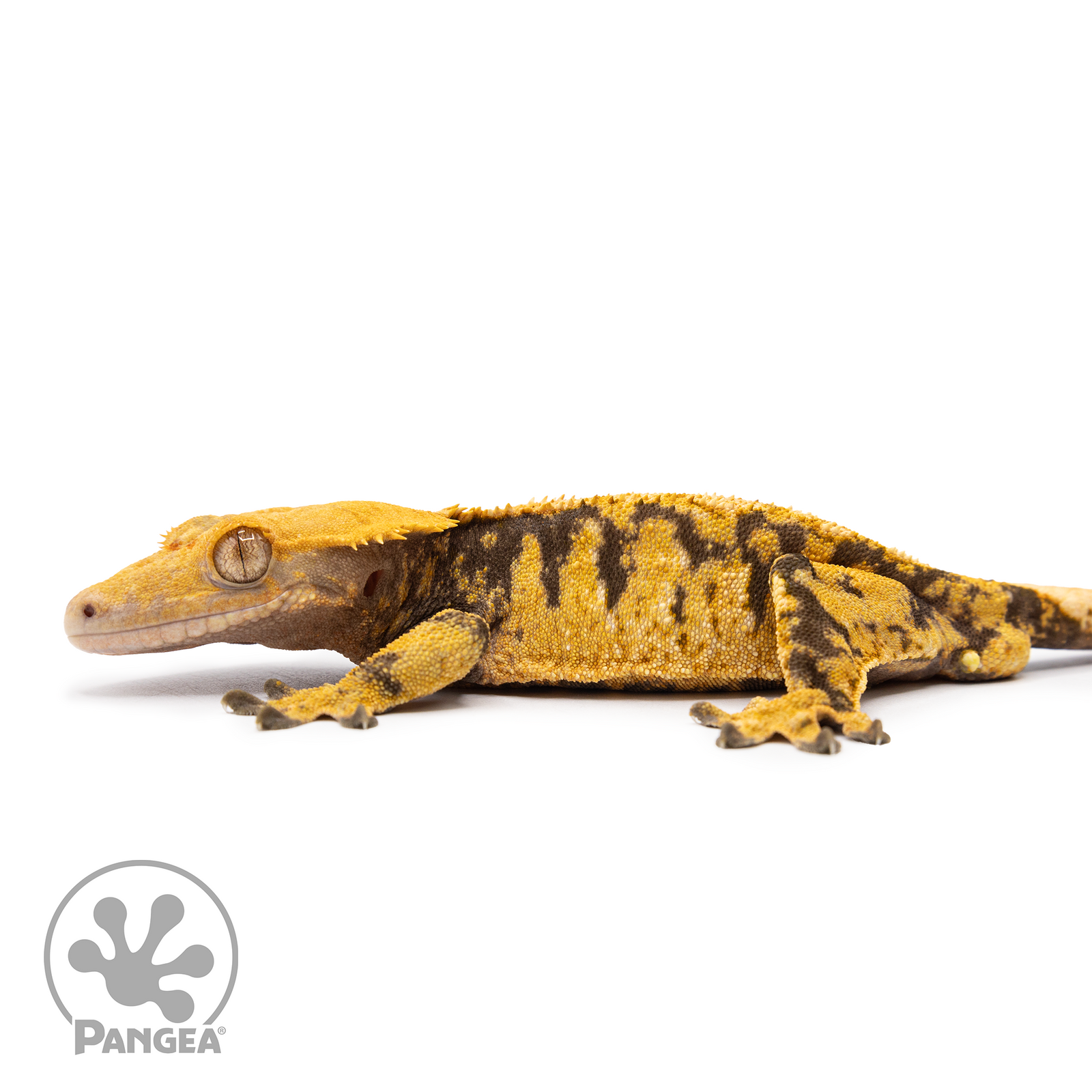 Male XXX Crested Gecko Cr-2485 facing left