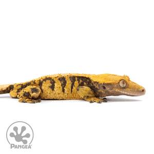 Cr-2485 facing right