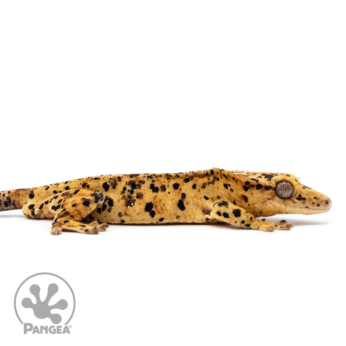 Cr-2487 facing right