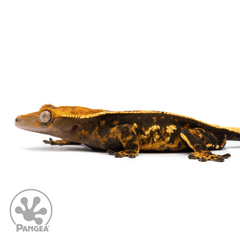 Male Tricolor Pinstripe Crested Gecko | Pangea Reptile | Cr-2489