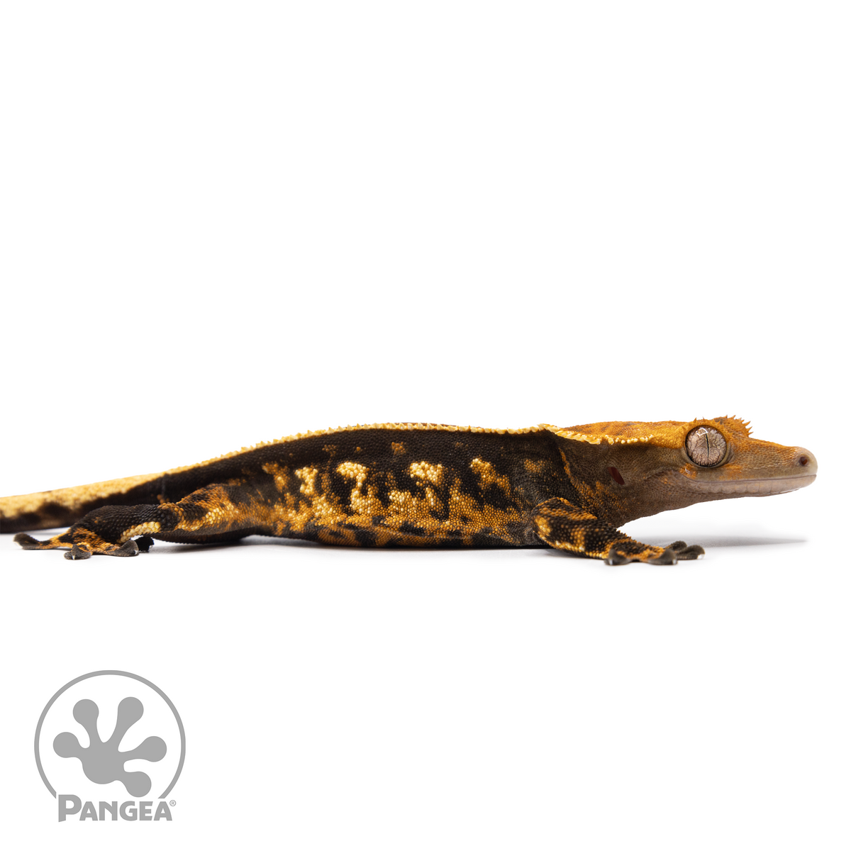 Male Tricolor Pinstripe Crested Gecko Cr-2489 facing right