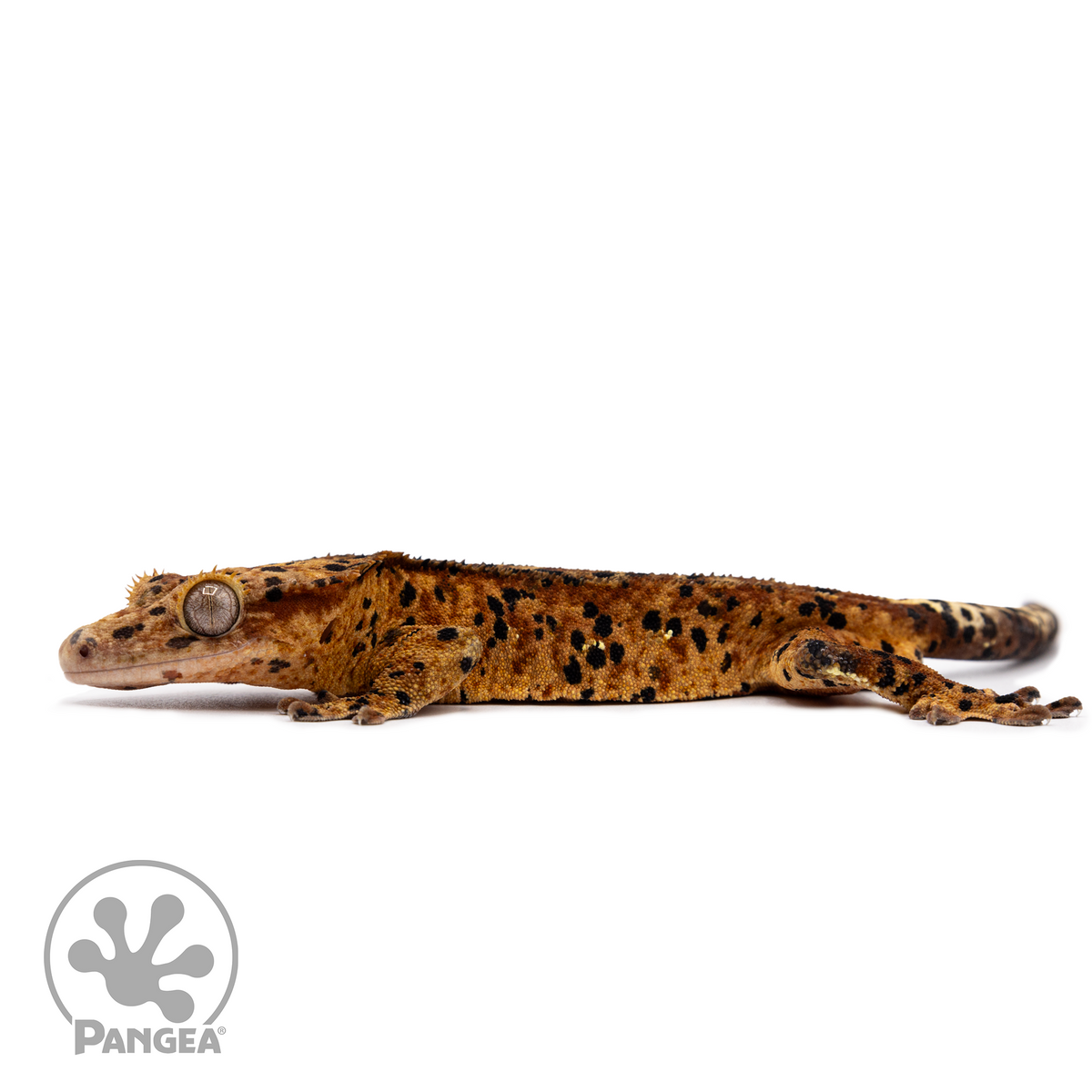 Male Red Super Dalmatian Crested Gecko Cr-2490 facing left