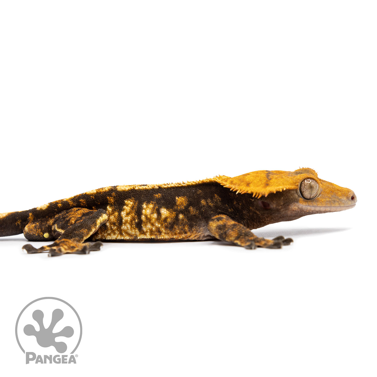 Cr-2491 facing right