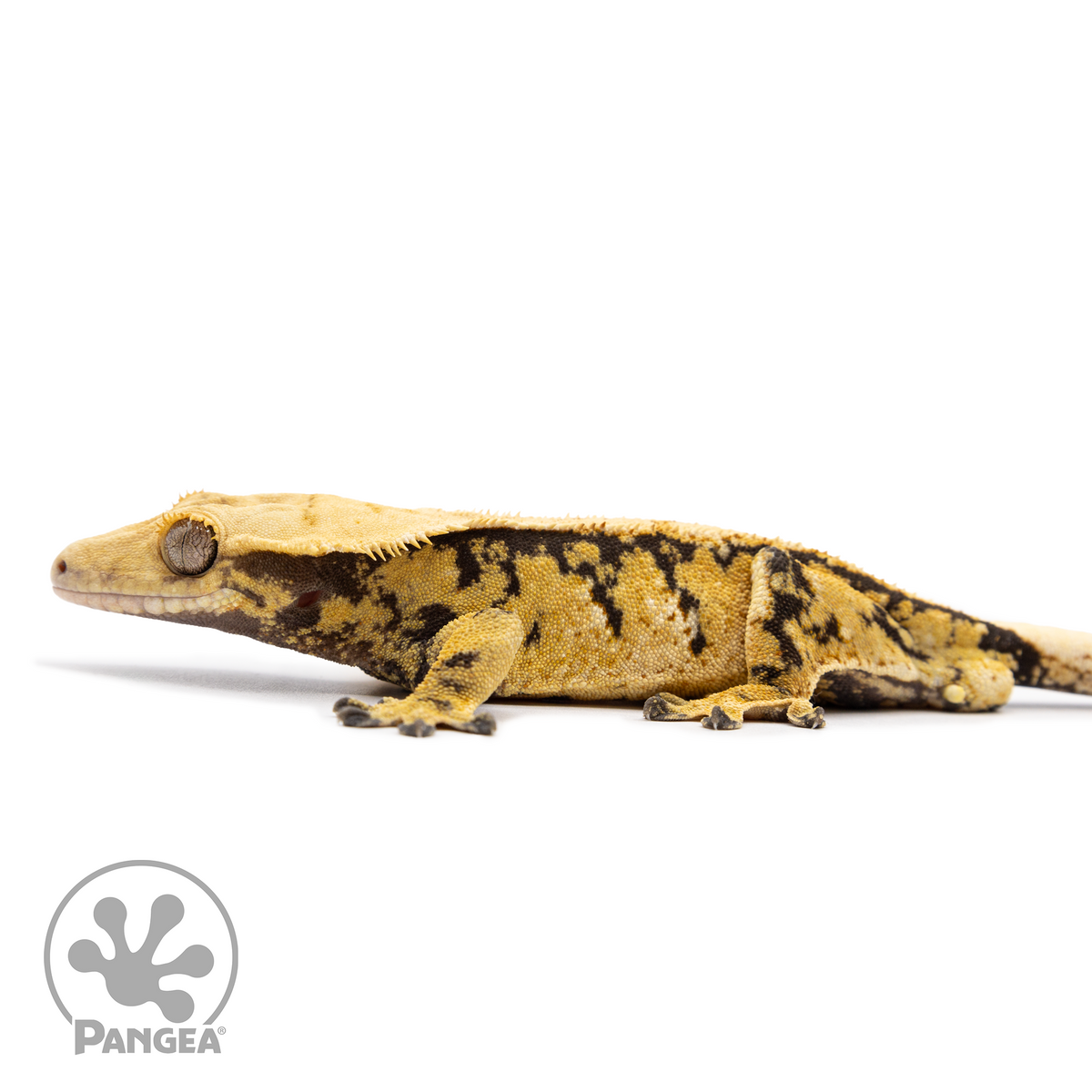 Male Tricolor Extreme Crested Gecko Cr-2492 facing left