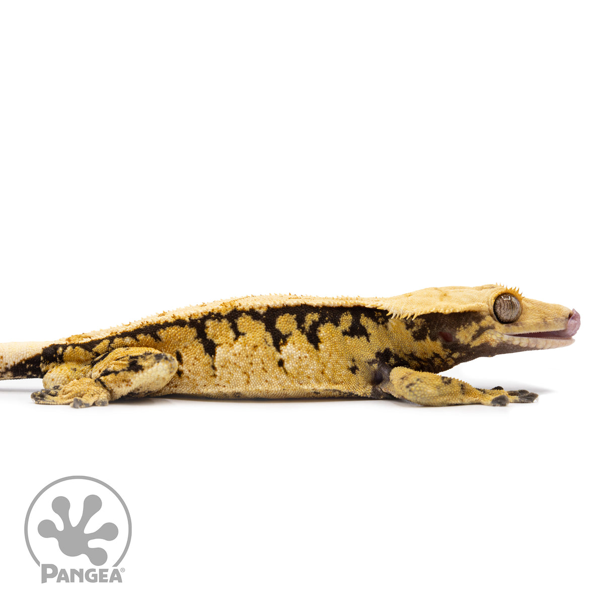 Cr-2492 facing right