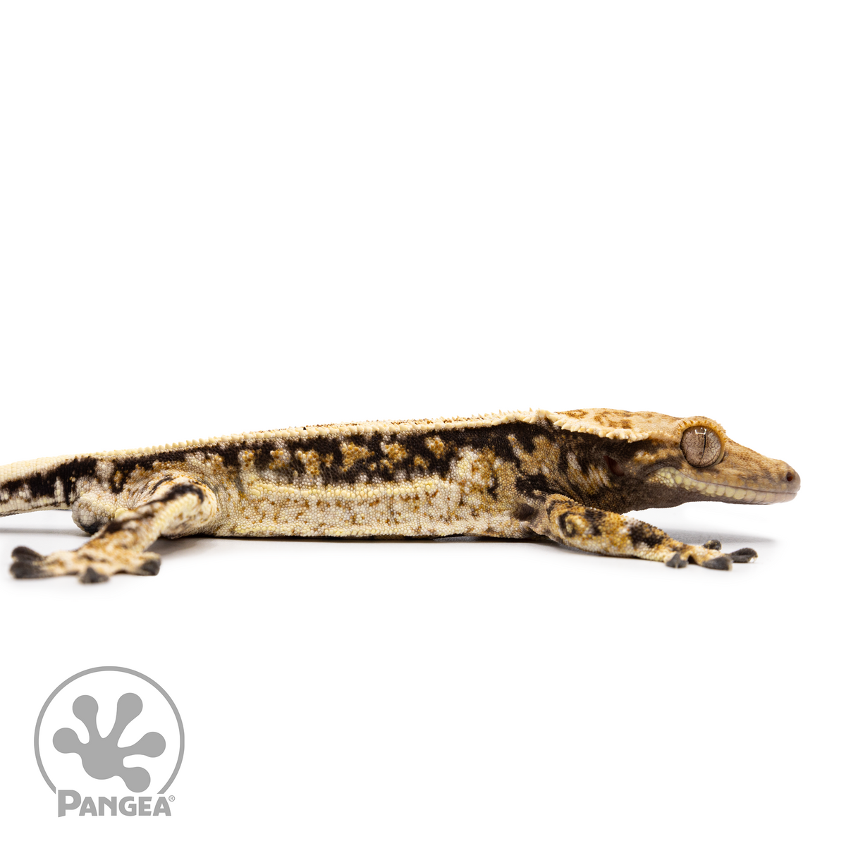 Male Tricolor Quadstripe Crested Gecko Cr-2493 facing right