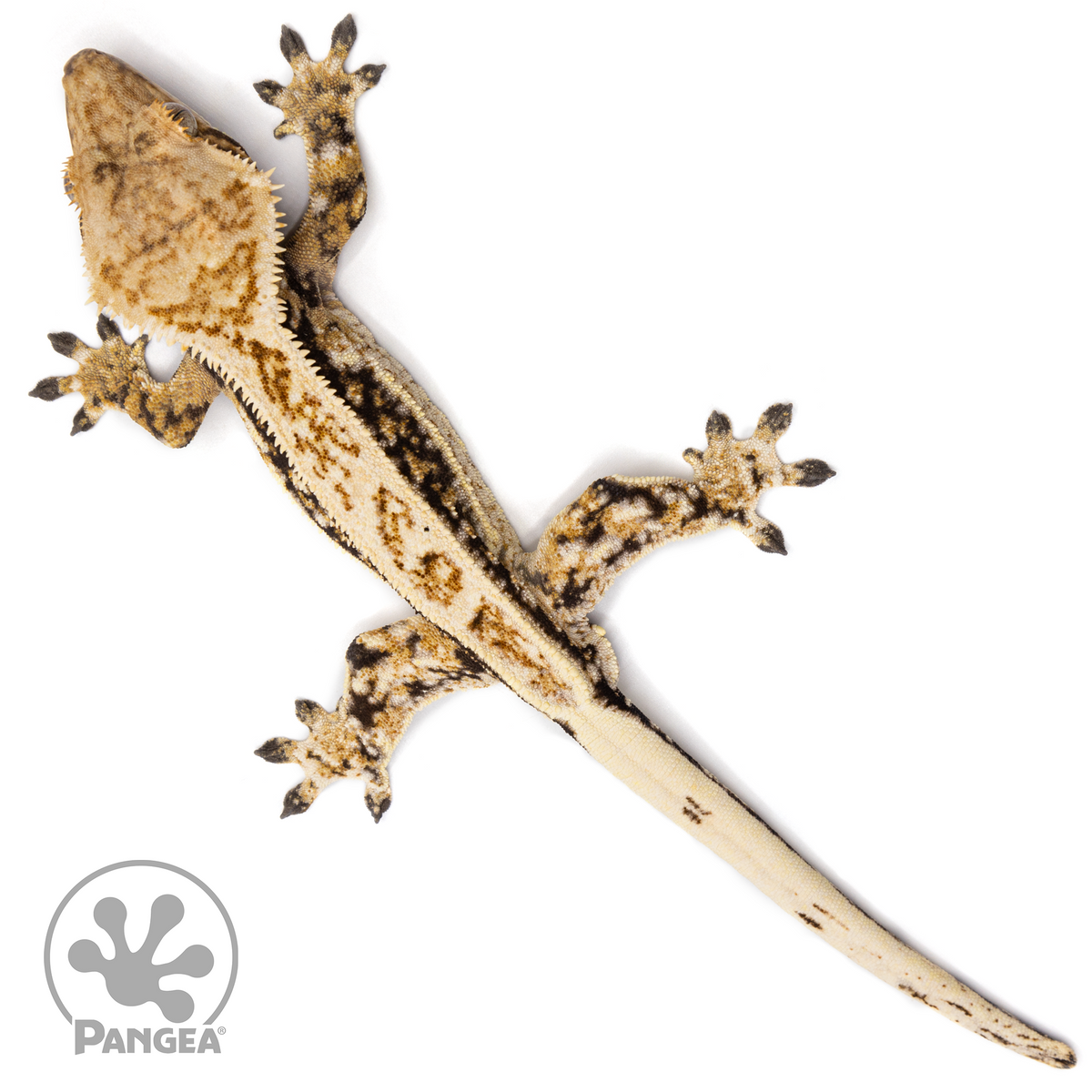 Male Tricolor Quadstripe Crested Gecko Cr-2493 from above