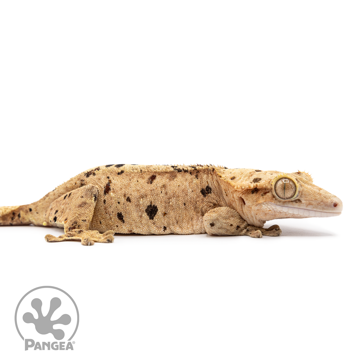 Female Ink Blot Crested Gecko Cr-2498 facing right