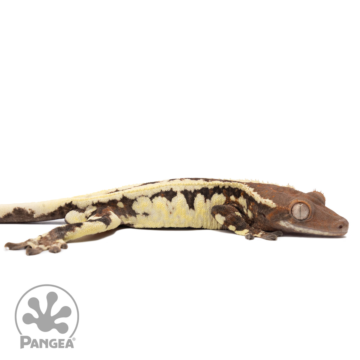 Cr-2499 facing right