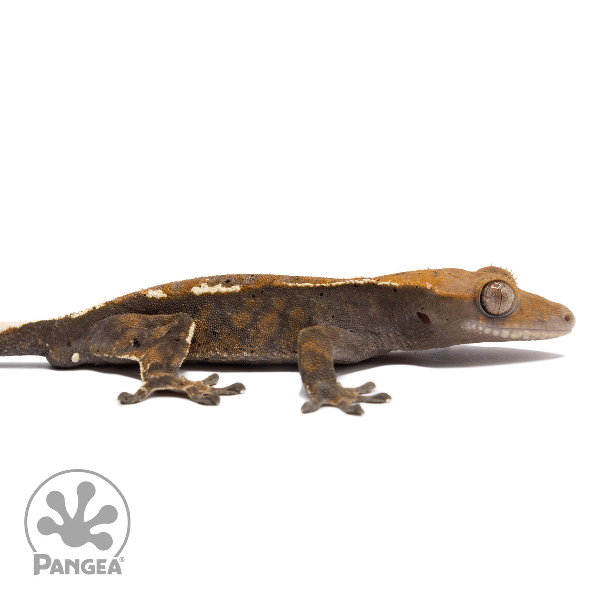 Cr-2500 facing right