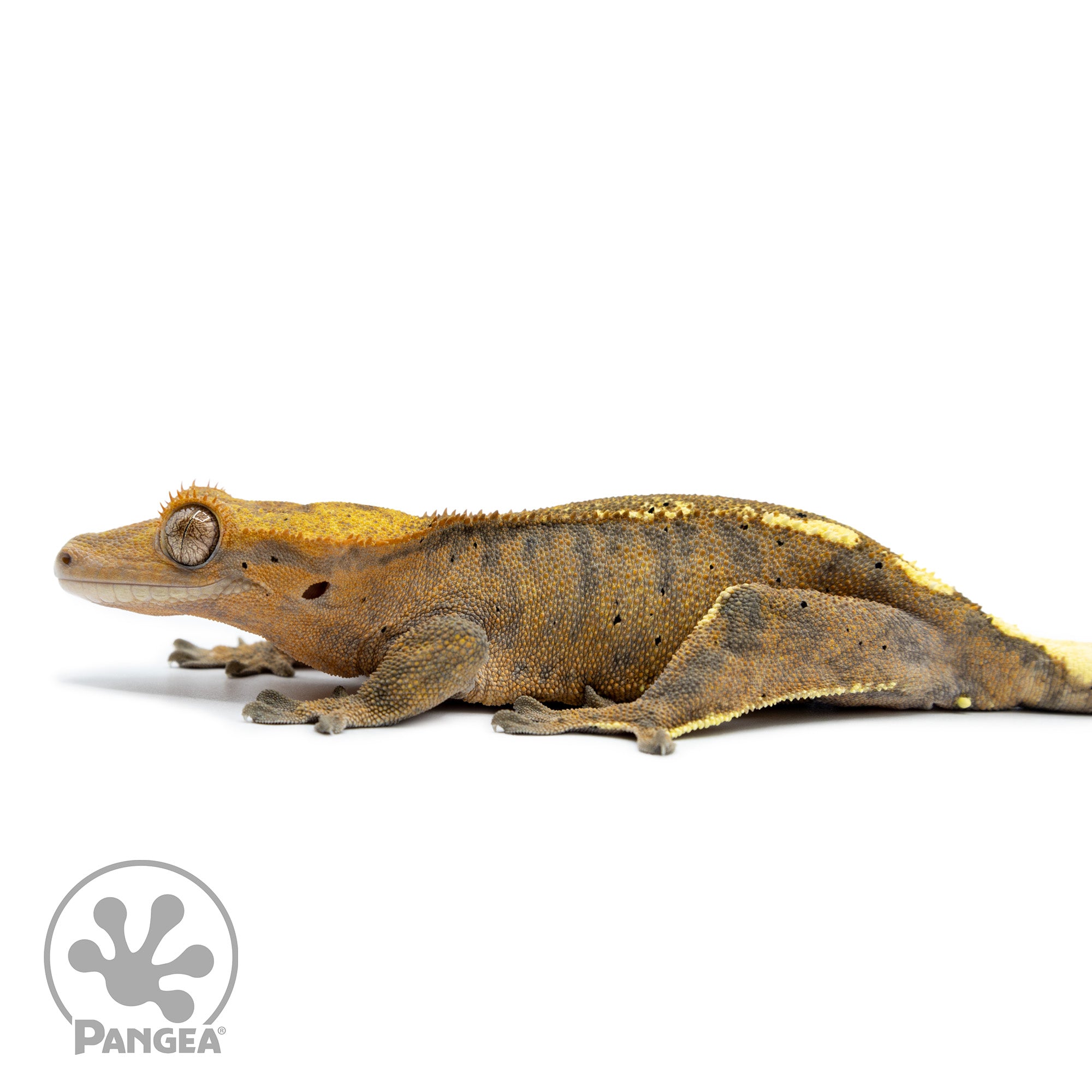 dieffenbachia crested gecko Female Cappuccino Crested Gecko | Pangea Reptile | Cr-2501