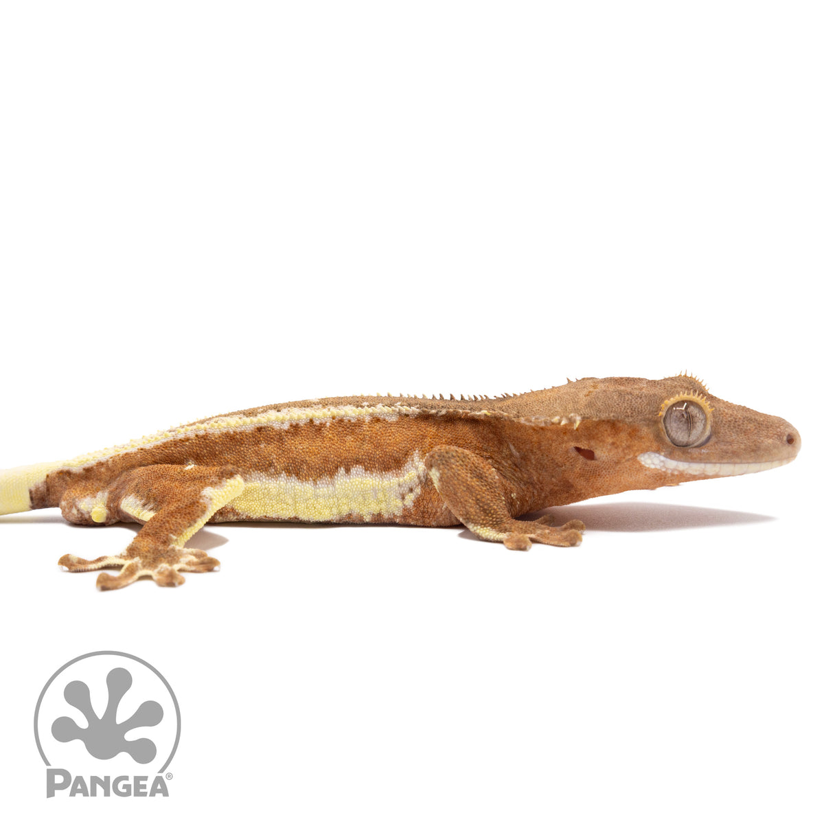 Cr-2502 facing right