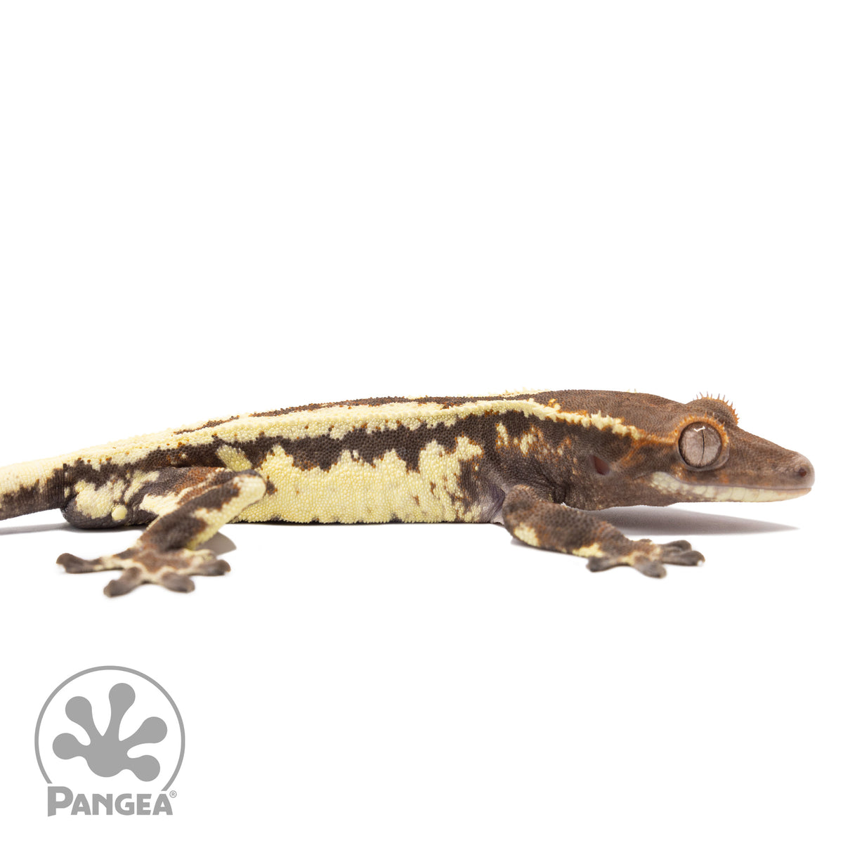 Cr-2504 facing right