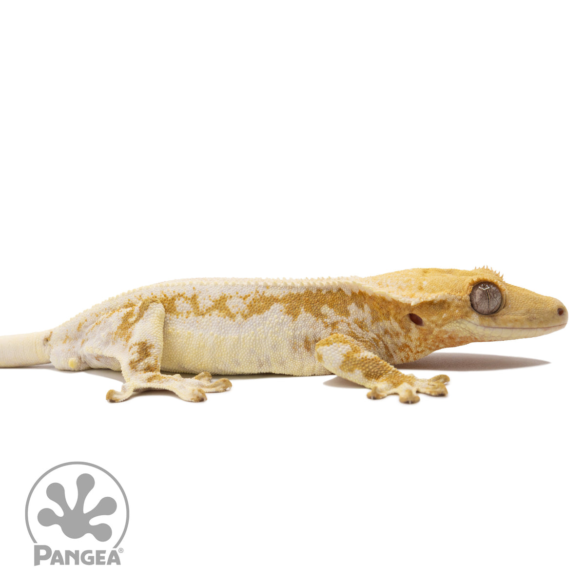 Cr-2506 facing right