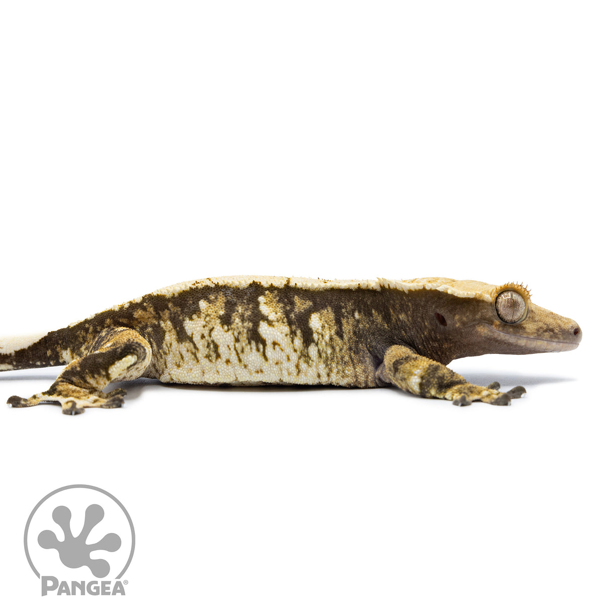 Cr-2513 facing right